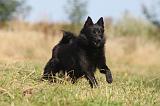 SCHIPPERKE 013